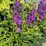 Nemtisor (Delphinium) Delgenius Breezin - Planta Perena cu Flori Albastre Deschis in Forma de Varf de Lance