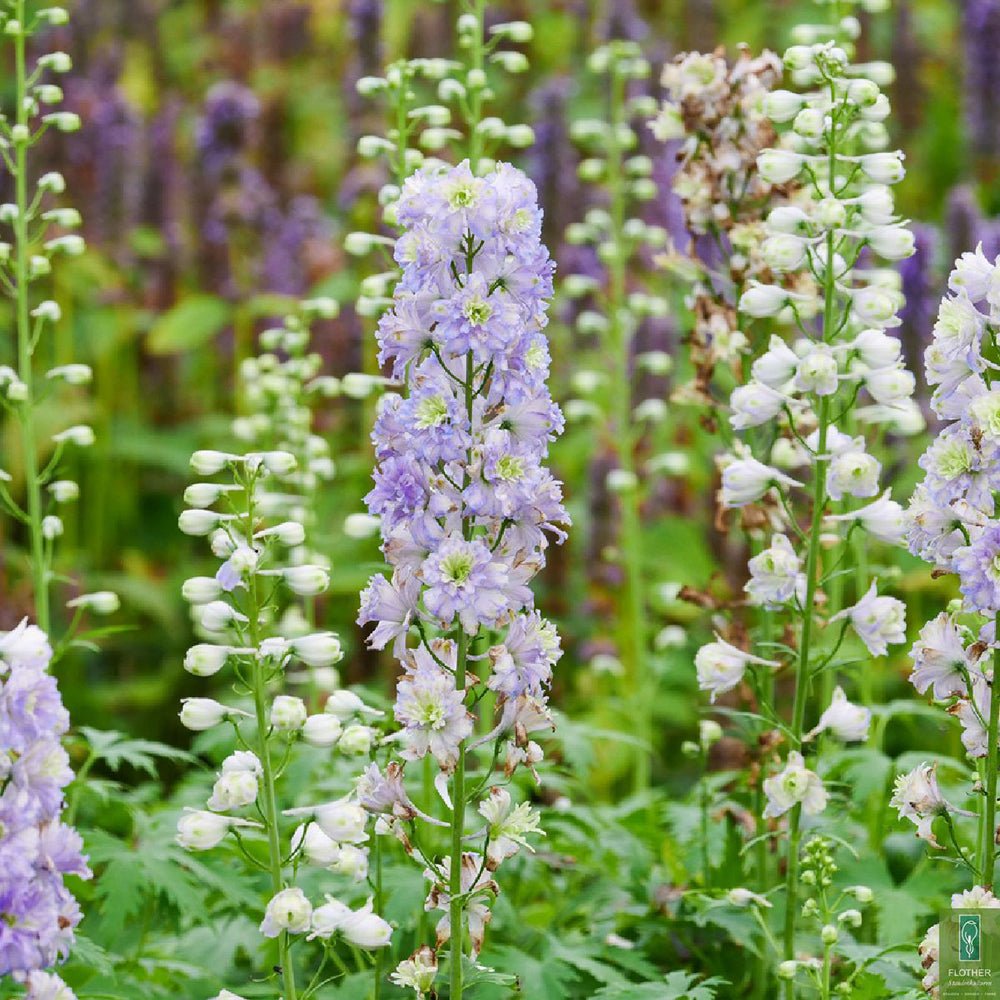 Nemtisor (Delphinium) Highlander Moonlight - Planta Perena cu Flori Albe si Mov"