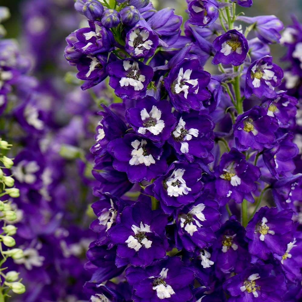 Делфиниум Magic Fountains Dark Blue White Bee – многогодишно с тъмносини цветове