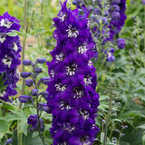 Делфиниум Magic Fountains Dark Blue White Bee – многогодишно с тъмносини цветове