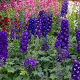 Делфиниум Magic Fountains Dark Blue White Bee – многогодишно с тъмносини цветове