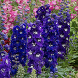 Делфиниум Magic Fountains Dark Blue White Bee – многогодишно с тъмносини цветове