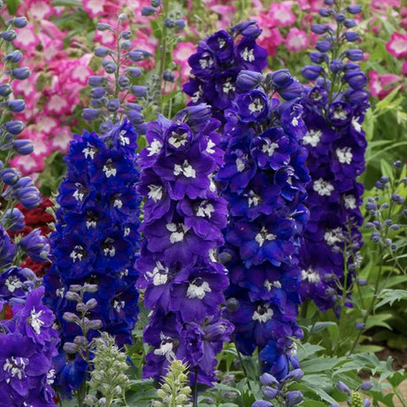 Делфиниум Magic Fountains Dark Blue White Bee – многогодишно с тъмносини цветове