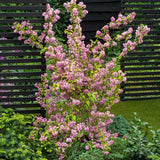 Deutzia Strawberry Fields, cu flori roz intens si parfum placut - VERDENA-40 cm inaltime, livrat in ghiveci de 3 l