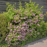 Deutzia Strawberry Fields, cu flori roz intens si parfum placut - VERDENA-40 cm inaltime, livrat in ghiveci de 3 l