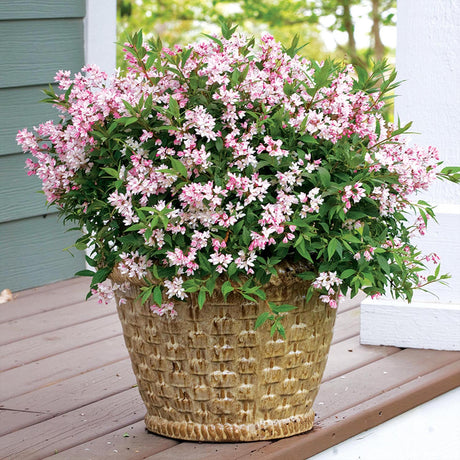 Deutzia Yuki Cherry Blossom