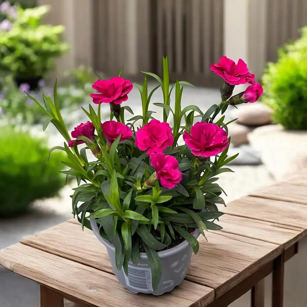 Карамфил (Dianthus) 'Purple Wings' – компактно многогодишно с ароматни малинено-магента цветове