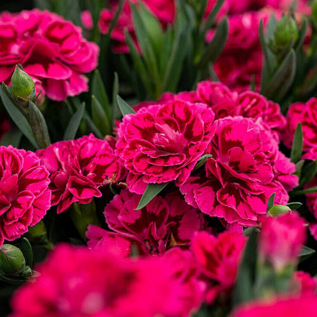 Карамфил (Dianthus) 'Purple Wings' – компактно многогодишно с ароматни малинено-магента цветове