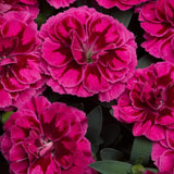 Карамфил (Dianthus) 'Purple Wings' – компактно многогодишно с ароматни малинено-магента цветове