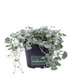 Dichondra argentea Silver Falls, curgatoare