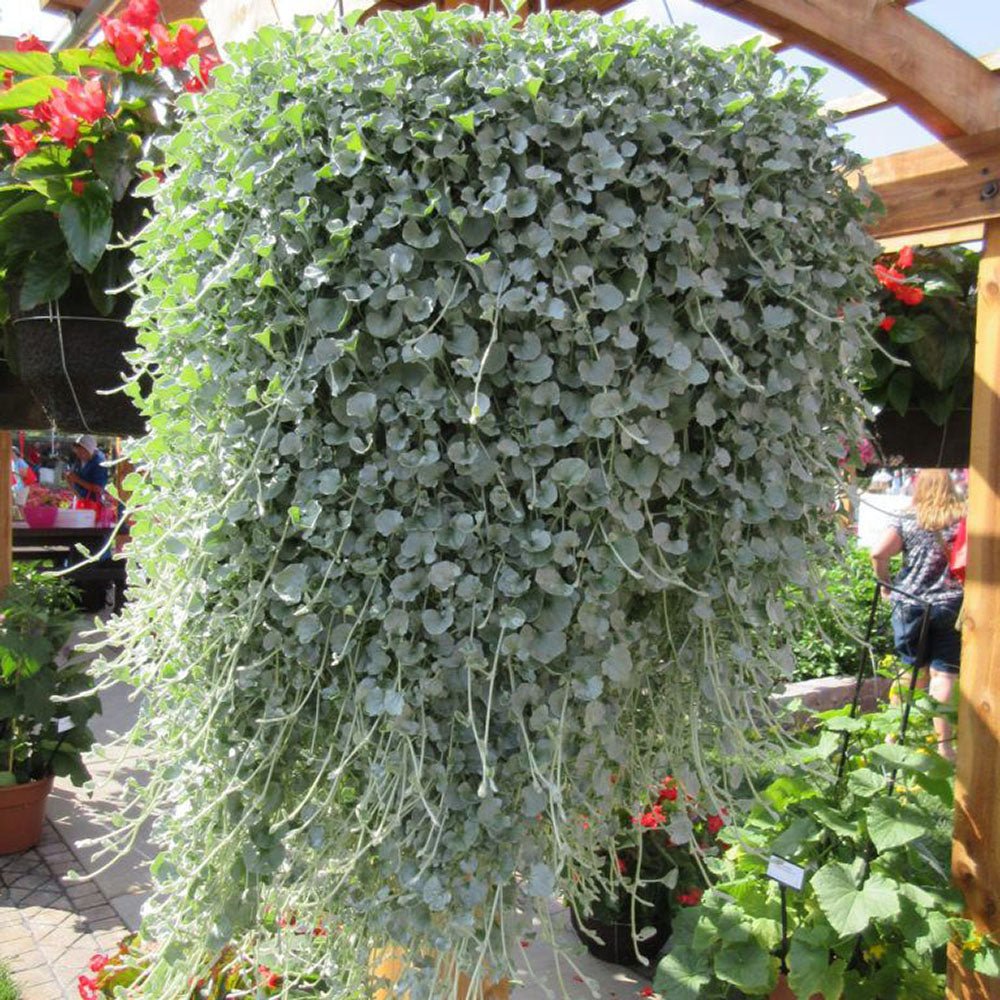 Dichondra argentea Silver Falls, curgatoare