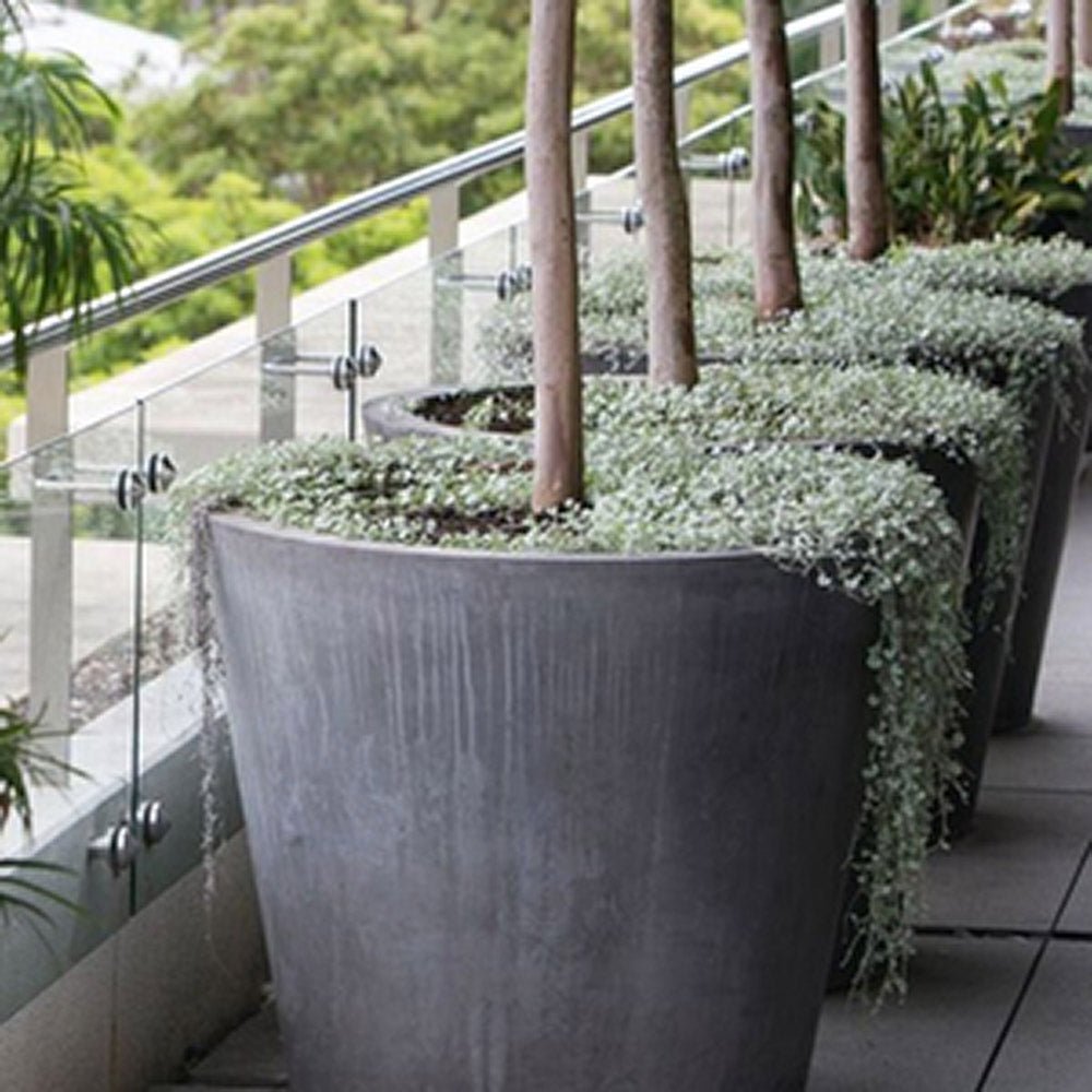 Dichondra argentea Silver Falls, curgatoare
