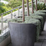 Dichondra argentea Silver Falls, curgatoare