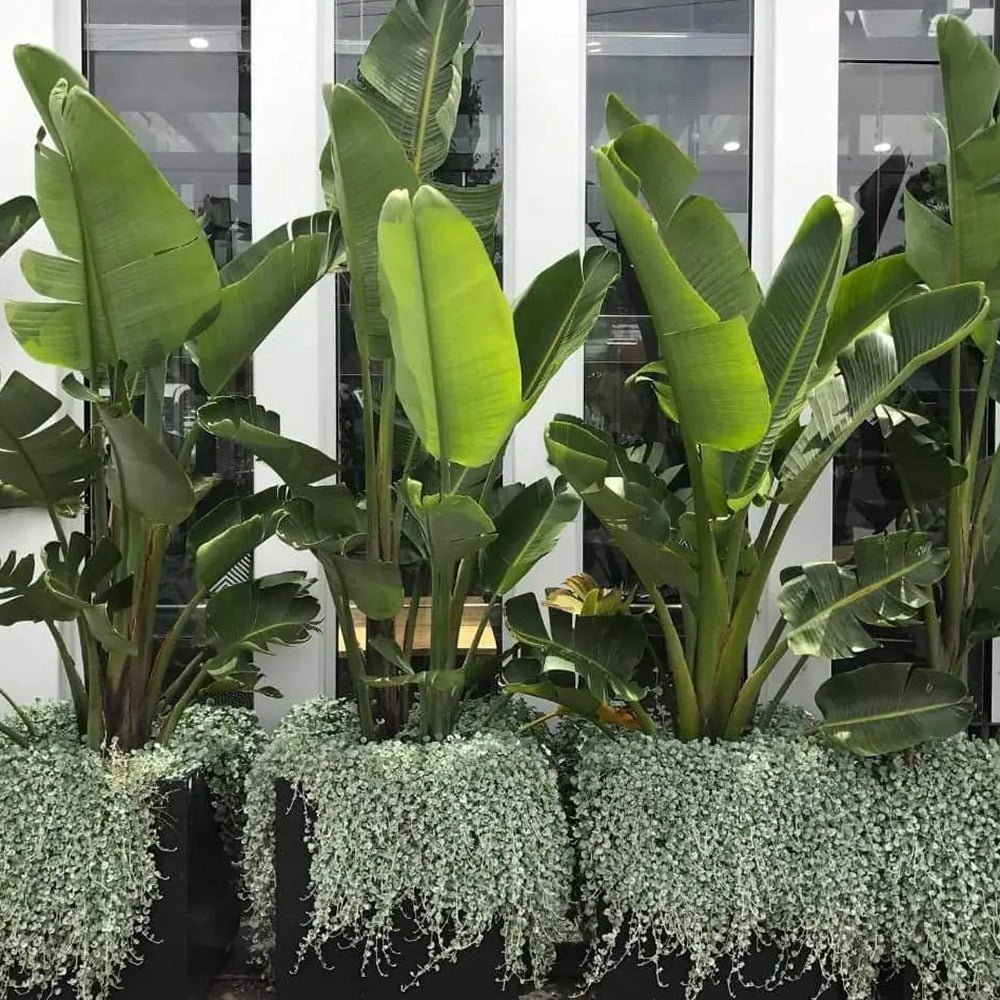 Dichondra argentea Silver Falls, curgatoare