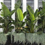 Dichondra argentea Silver Falls, curgatoare