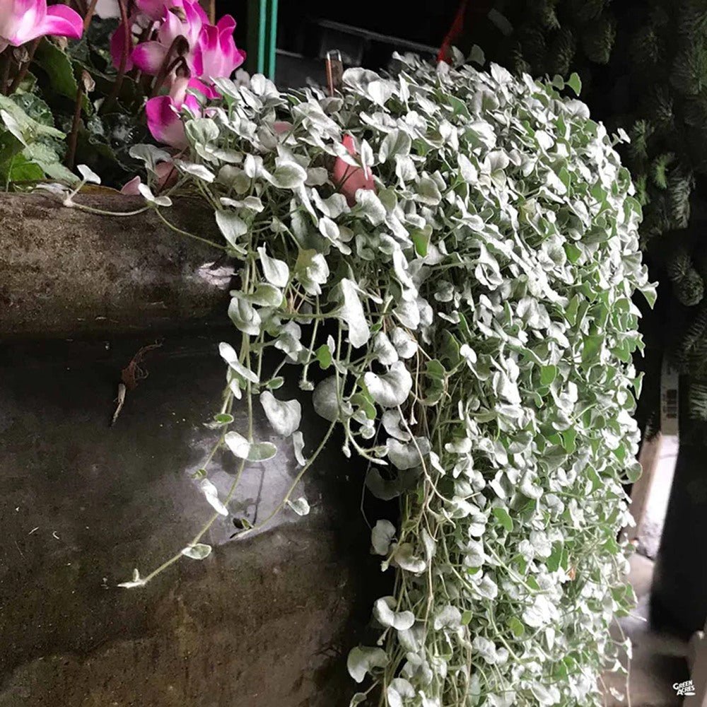 Dichondra argentea Silver Falls, curgatoare