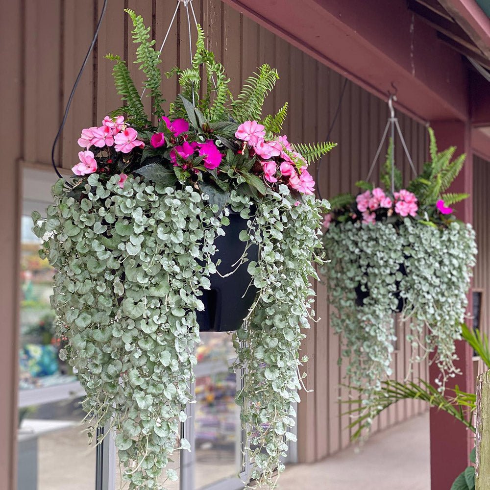 Dichondra argentea Silver Falls, curgatoare