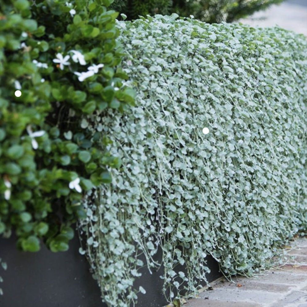 Dichondra argentea Silver Falls, curgatoare