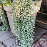 Dichondra argentea Silver Falls, curgatoare