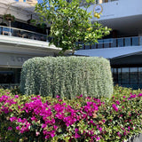 Dichondra argentea Silver Falls, curgatoare