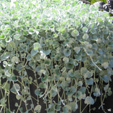 Dichondra argentea Silver Falls, curgatoare