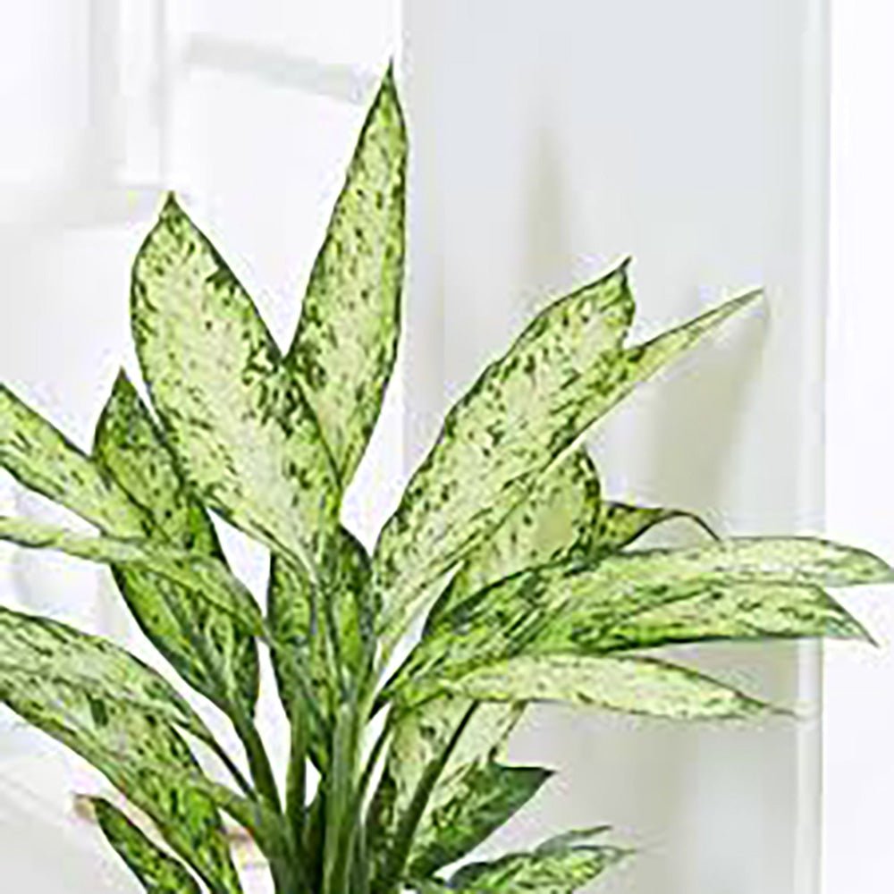 Dieffenbachia Vesuvius, стайно растение със зелено-лайм листа, кремавобели петна, пръскан модел – 65 см