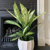 Dieffenbachia Vesuvius, стайно растение със зелено-лайм листа, кремавобели петна, пръскан модел – 65 см