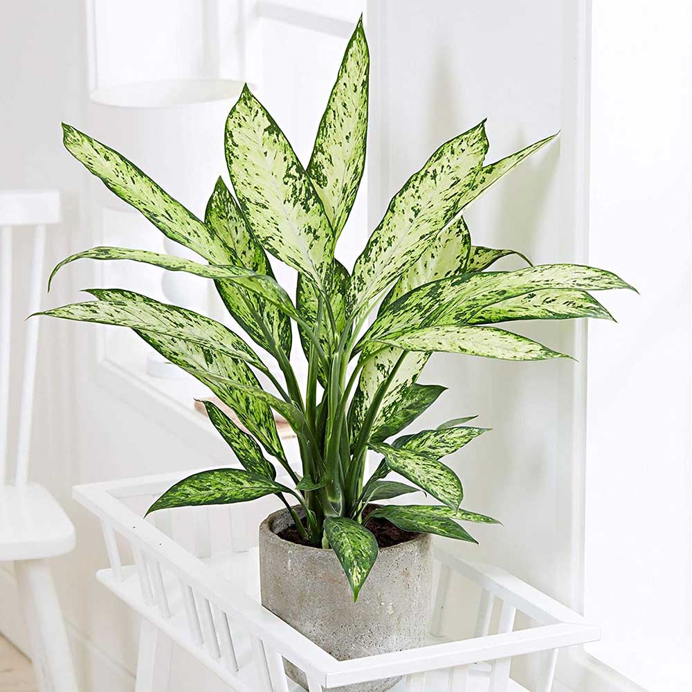 Dieffenbachia Vesuvius, стайно растение със зелено-лайм листа, кремавобели петна, пръскан модел – 65 см