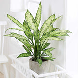 Dieffenbachia Vesuvius, стайно растение със зелено-лайм листа, кремавобели петна, пръскан модел – 65 см