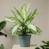 Dieffenbachia Vesuvius, стайно растение със зелено-лайм листа, кремавобели петна, пръскан модел – 65 см