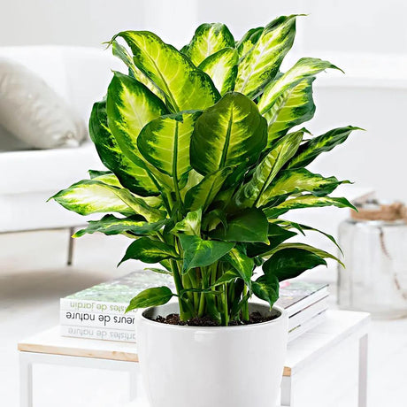 Dieffenbachia Camilla, planta de interior decorativa cu frunze alb-verde, usor de ingrijit