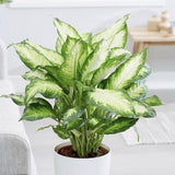 Диффенбахия Camilla,50 см, стайно декоративно растение с бяло-зелени листа, лесно за отглеждане