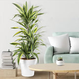 Дърво на щастието (Dracaena) Lemon Lime, 170 см с 8 стъбла