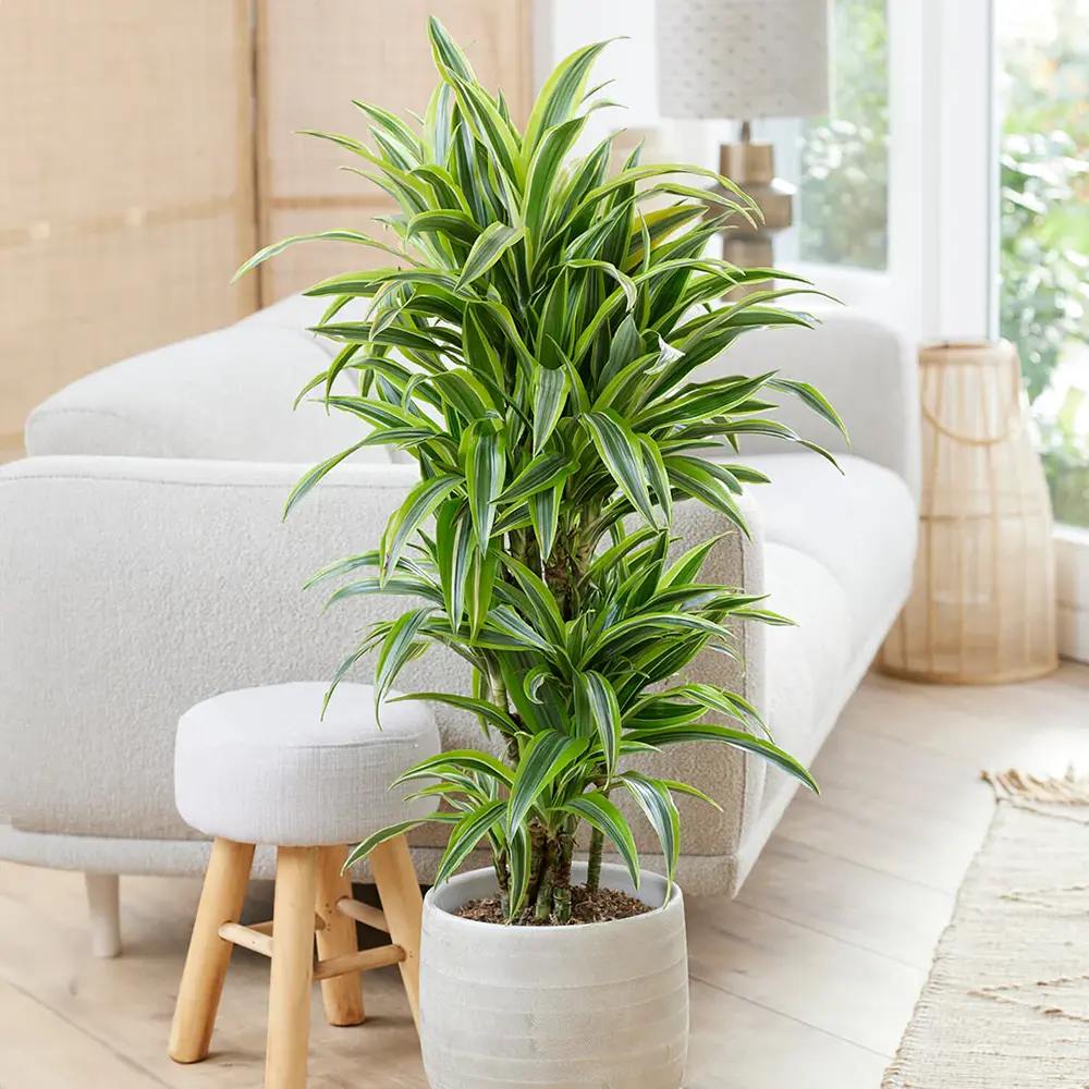 Дърво на щастието (Dracaena) Lemon Lime, 170 см с 8 стъбла