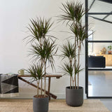 Драцена marginata Magenta, 150 см с 3 стъбла, стайно декоративно растение, лесно за отглеждане