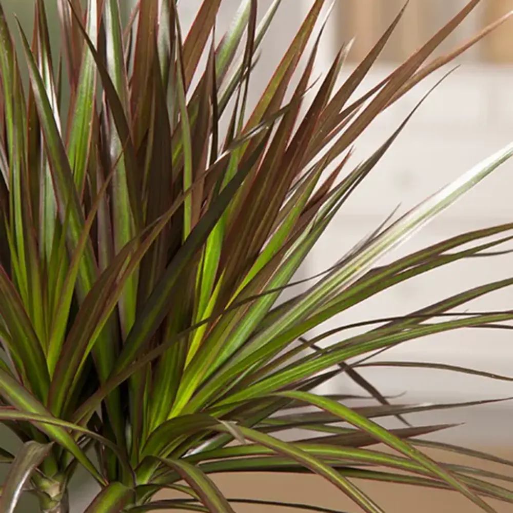 Dracaena marginata Magenta, 80 cm, 1/2 Tulpini, planta de apartament decorativa usor de ingrijit