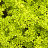 Dracila Berberis galbena Japoneza Lime Star, cu frunze aurii