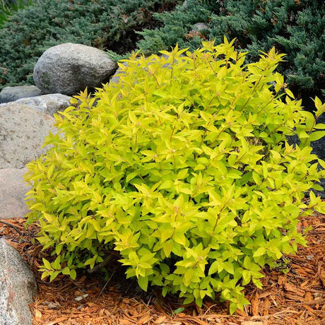 Dracila Berberis galbena Japoneza Lime Star, cu frunze aurii