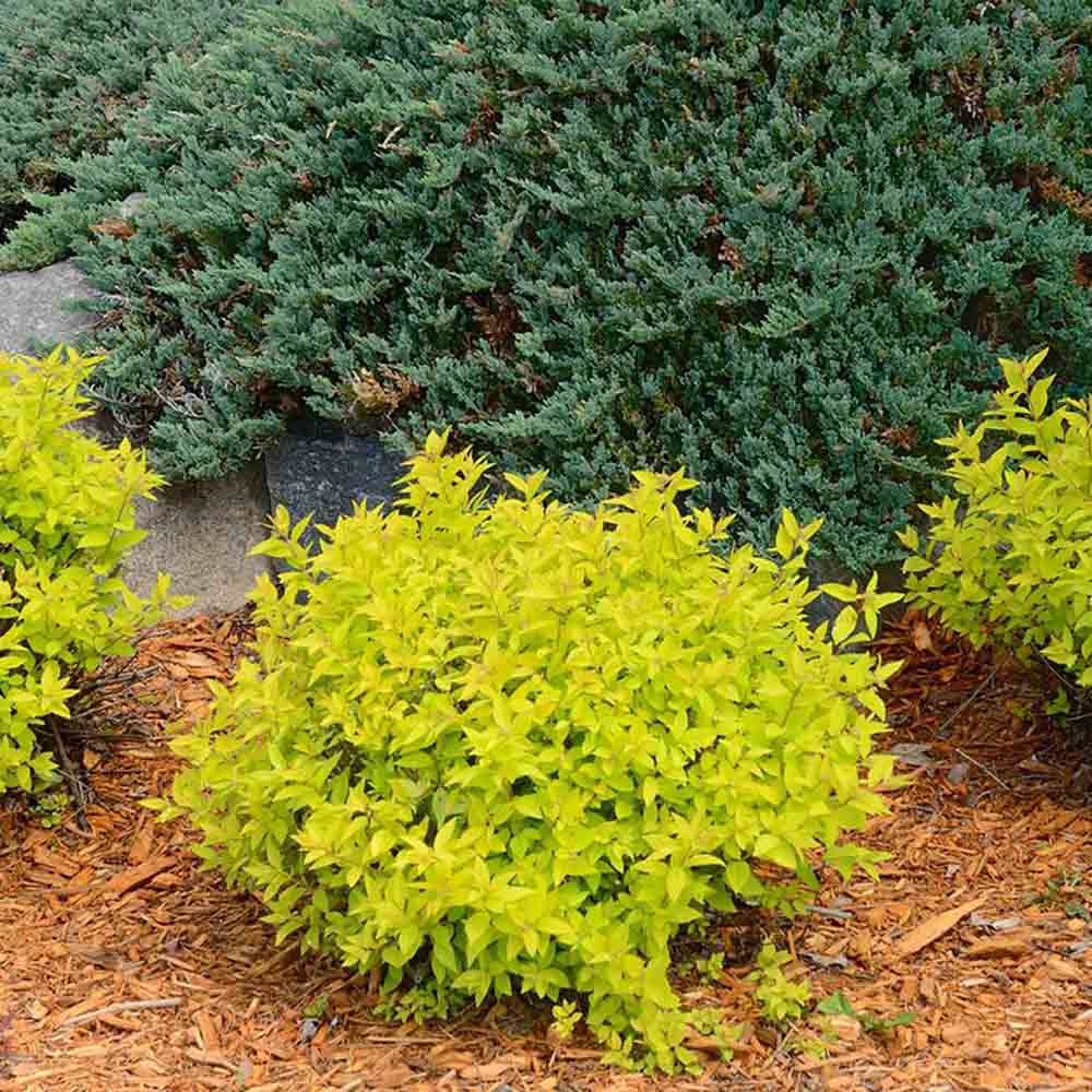 Dracila Berberis galbena Japoneza Lime Star, cu frunze aurii