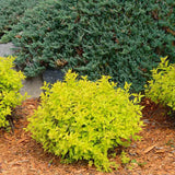 Dracila Berberis galbena Japoneza Lime Star, cu frunze aurii