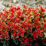 Dracila Berberis Japoneza Admiration, cu frunze rosii-burgundiu