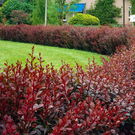 Dracila Berberis Japoneza Admiration, cu frunze rosii-burgundiu