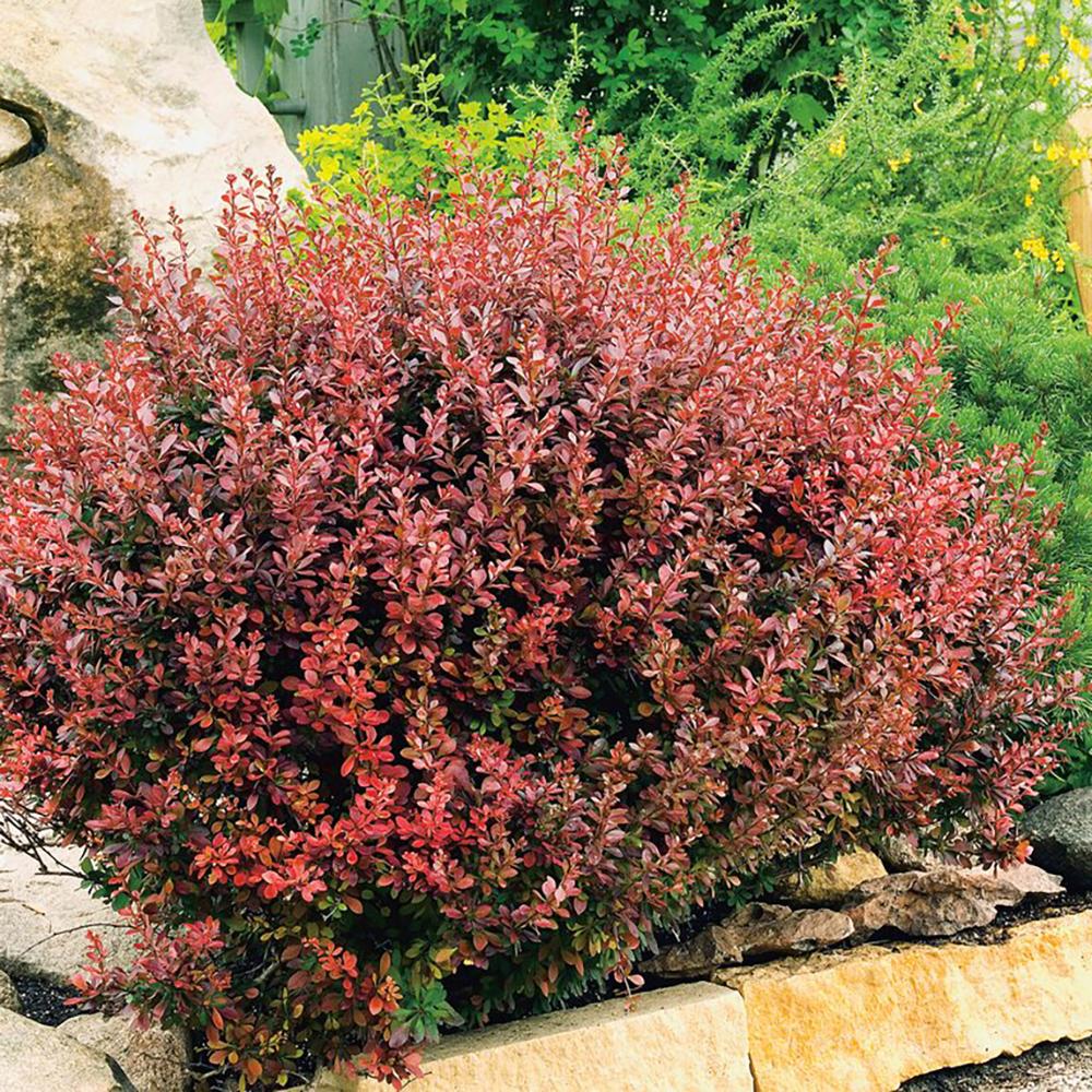 Dracilla Berberis Japoneza Atropurpurea, с тъмночервени листа