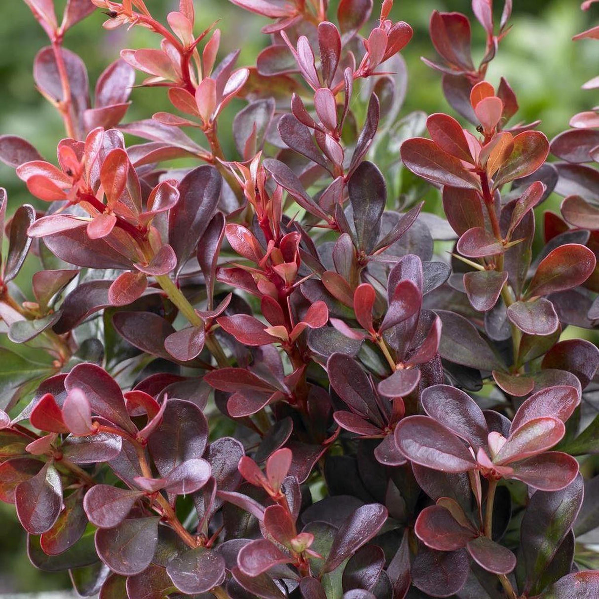 Dracilla Berberis Japoneza Atropurpurea, с тъмночервени листа