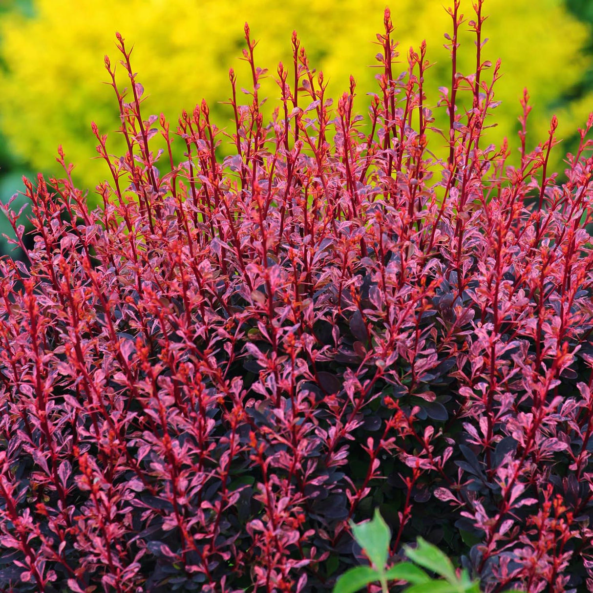 Dracilla Berberis Japoneza Atropurpurea, с тъмночервени листа