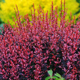 Dracilla Berberis Japoneza Atropurpurea, с тъмночервени листа