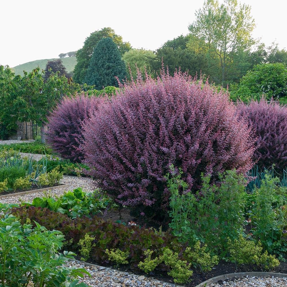 Dracila Berberis Japoneza Atropurpurea, cu frunze rosu-inchis