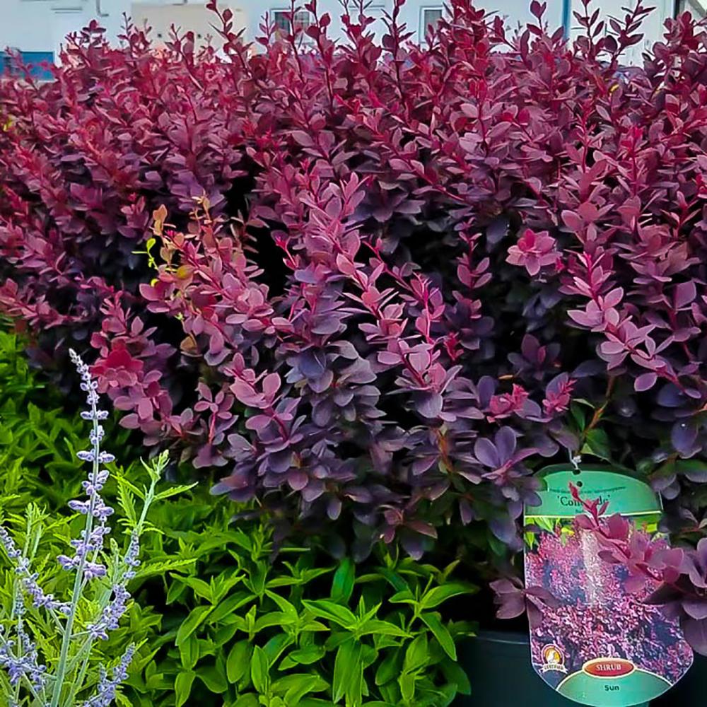 Dracilla Berberis Japoneza Atropurpurea, с тъмночервени листа