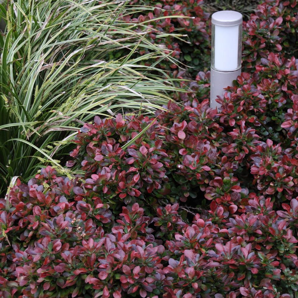 Dracilla Berberis Japoneza Atropurpurea, с тъмночервени листа