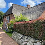 Dracila Berberis Japoneza Atropurpurea, cu frunze rosu-inchis